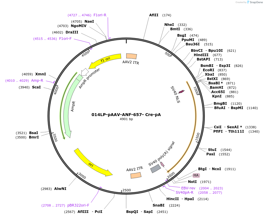 120279-plasmid-map-sequence-id-234613
