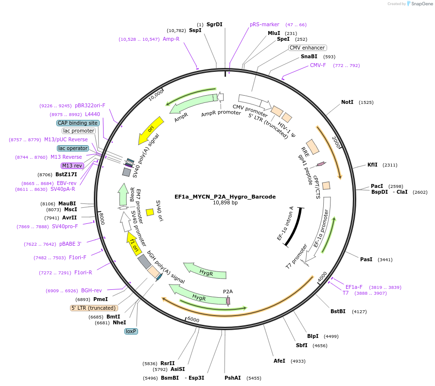 120463-plasmid-map-sequence-id-234617