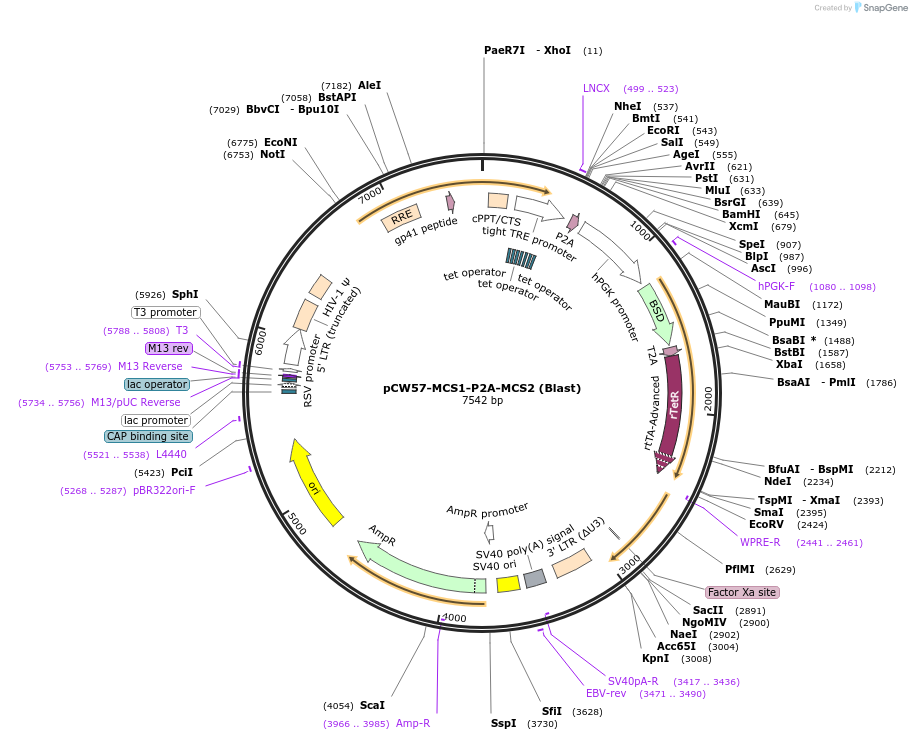 80921-plasmid-map-sequence-id-234619
