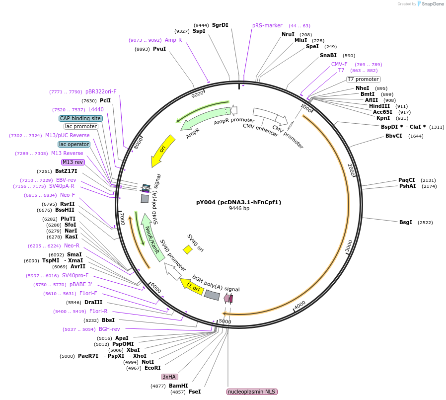 69976-plasmid-map-sequence-id-234623