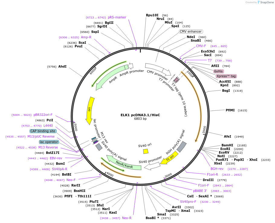 121093-plasmid-map-sequence-id-234632