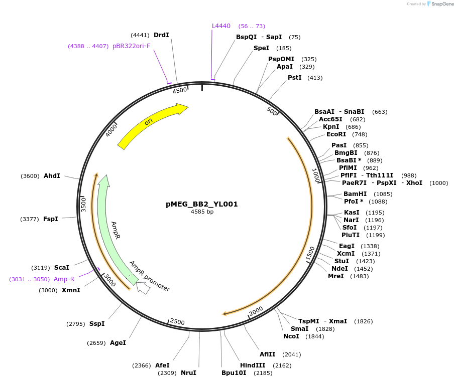 117824-plasmid-map-sequence-id-234634