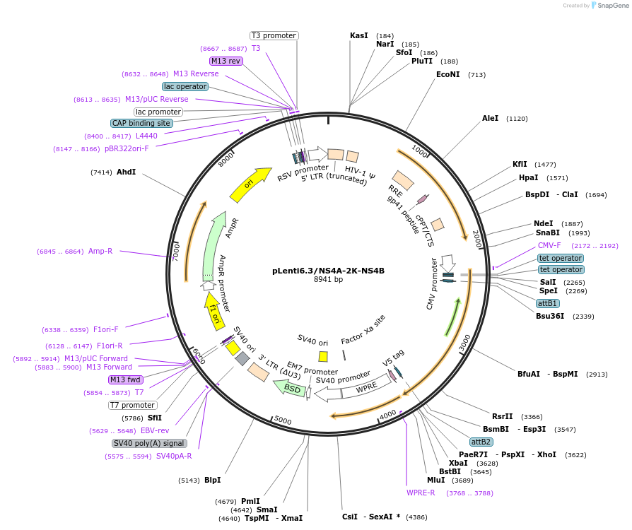 120846-plasmid-map-sequence-id-234640