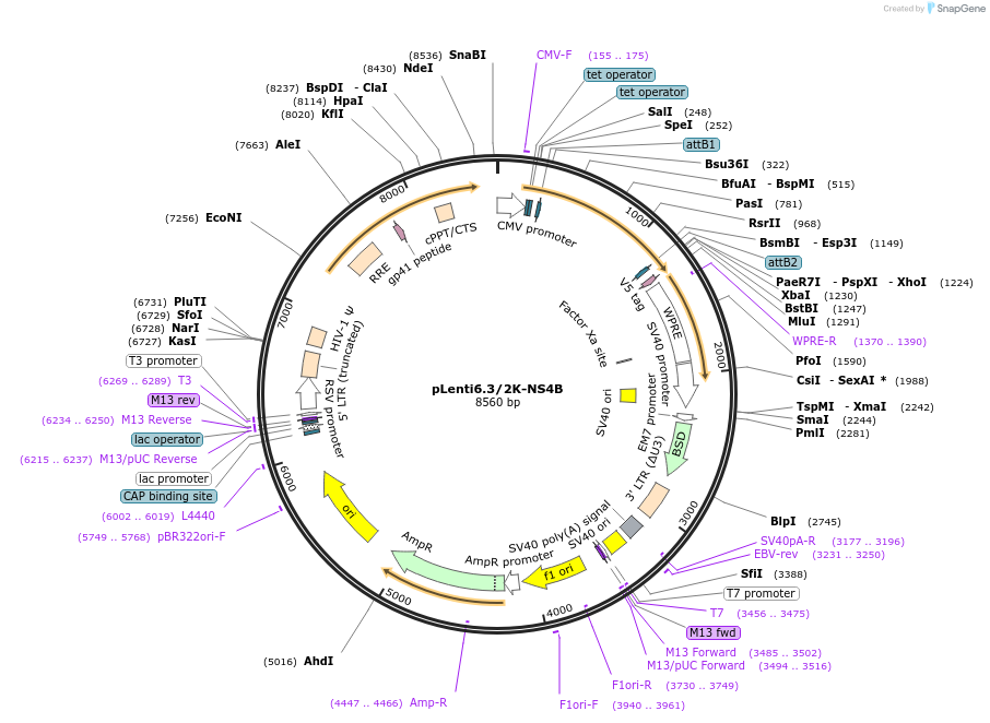 120845-plasmid-map-sequence-id-234643
