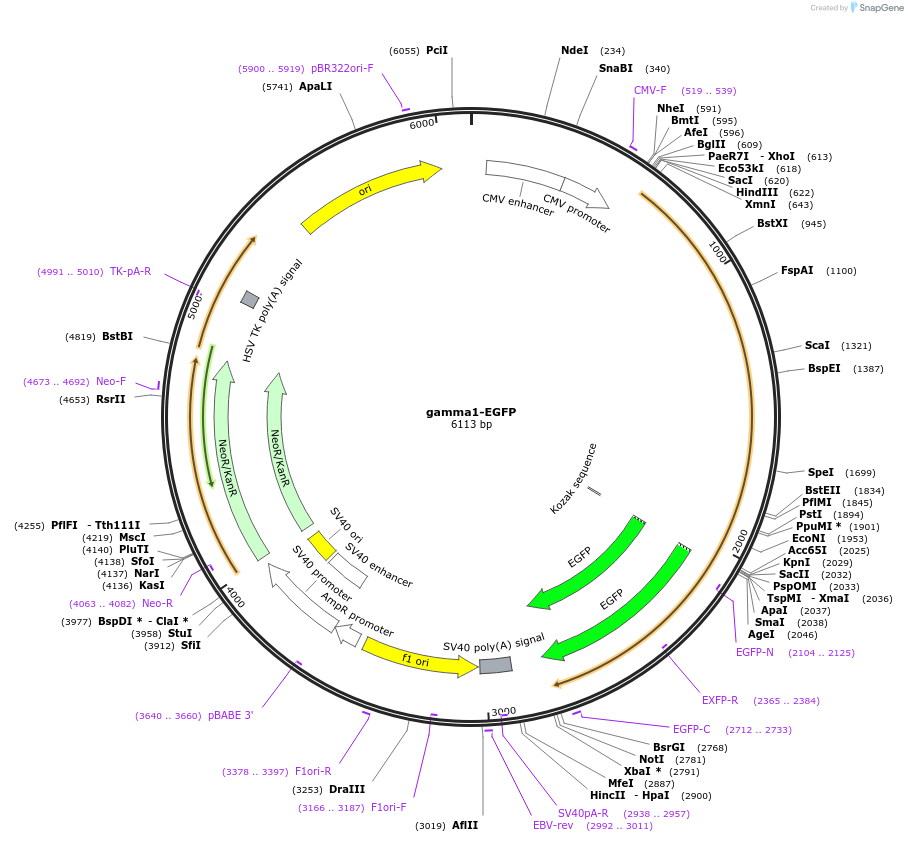 119224-plasmid-map-sequence-id-234650