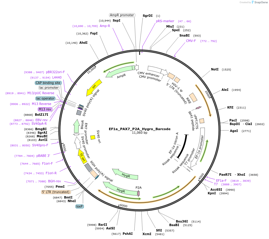 120472-plasmid-map-sequence-id-234655
