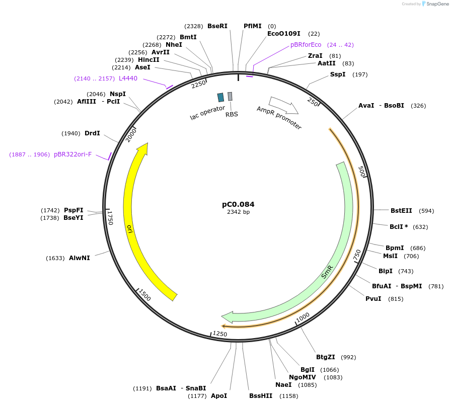 119593-plasmid-map-sequence-id-234673
