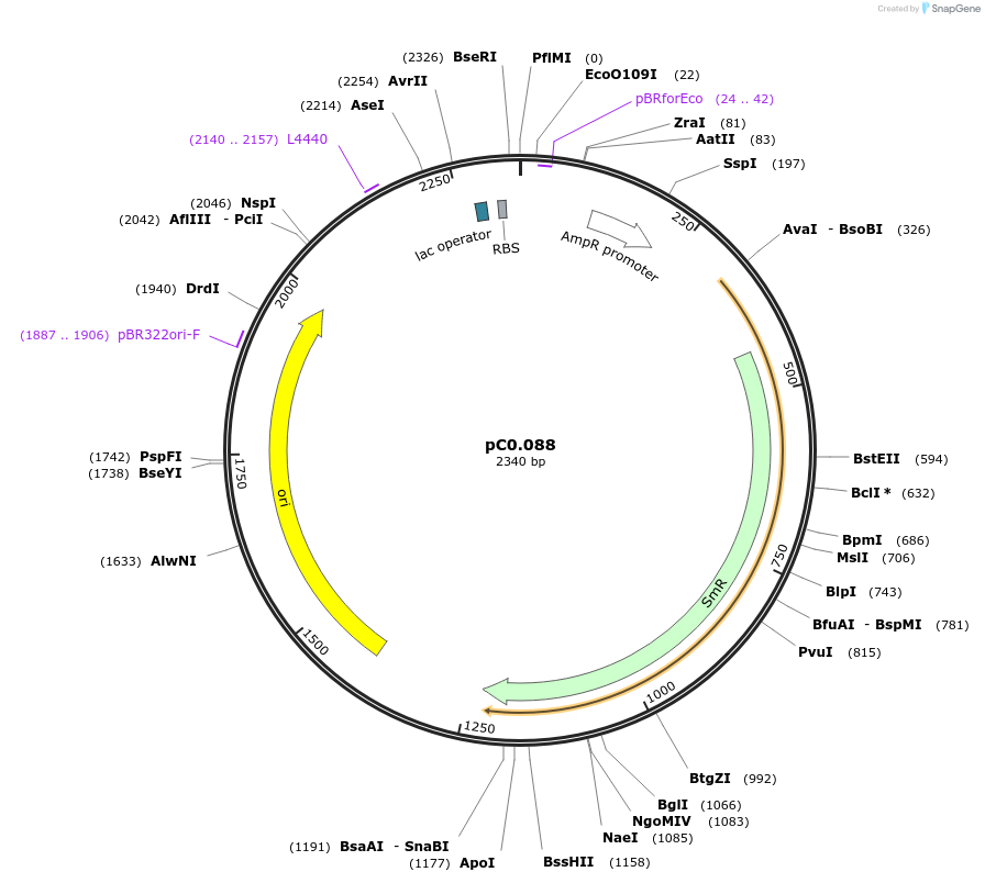 119595-plasmid-map-sequence-id-234676