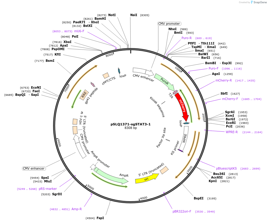 121425-plasmid-map-sequence-id-234681