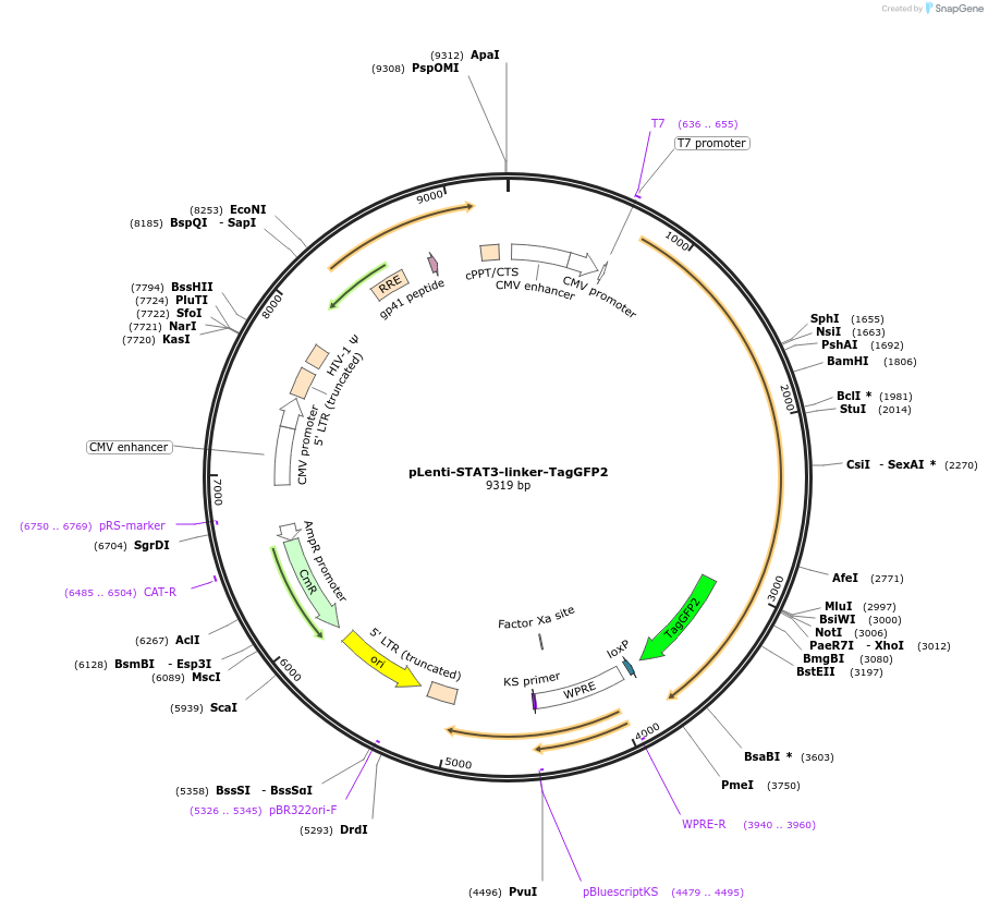 121427-plasmid-map-sequence-id-234682