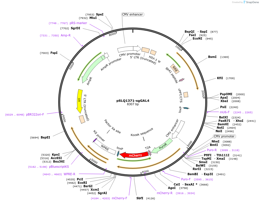 121514-plasmid-map-sequence-id-234684