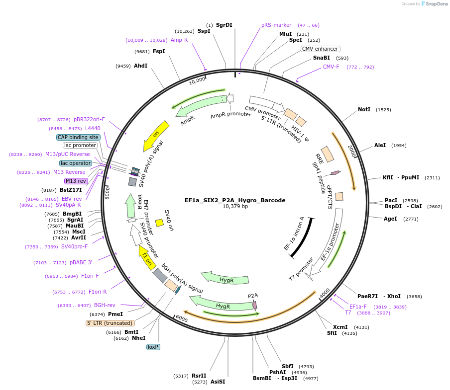 120477-plasmid-map-sequence-id-234693