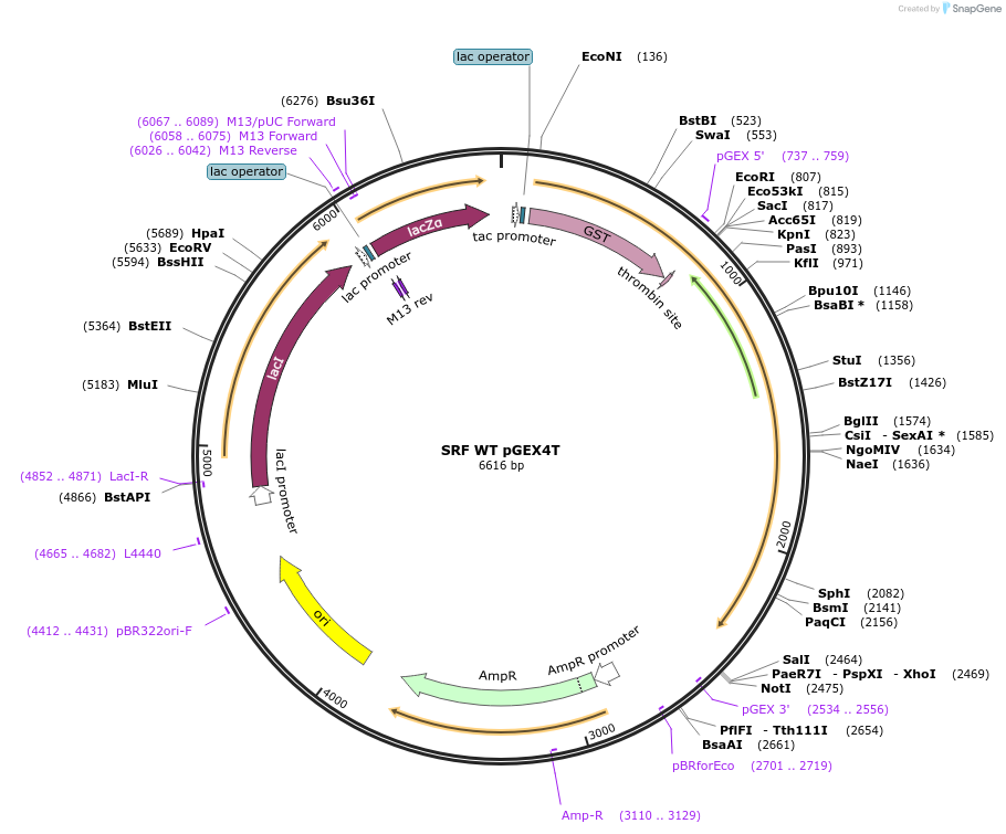 121100-plasmid-map-sequence-id-234694