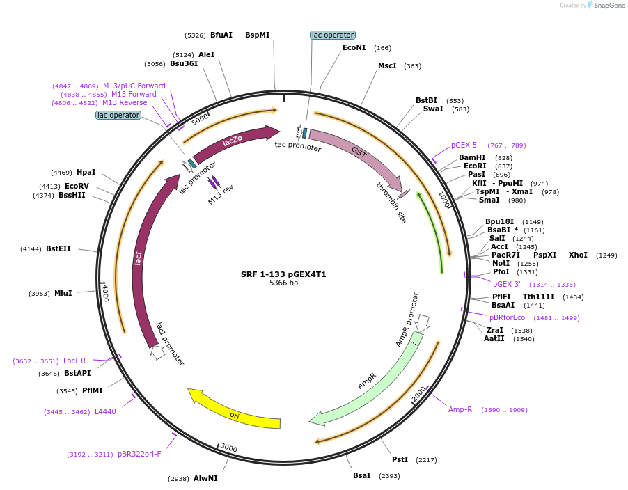 121101-plasmid-map-sequence-id-234696