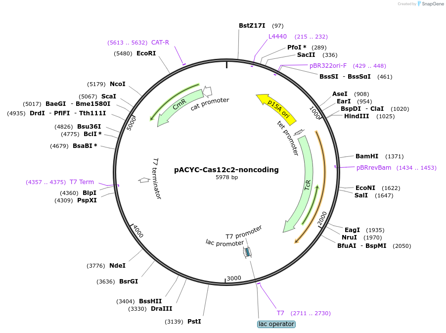 120877-plasmid-map-sequence-id-234700