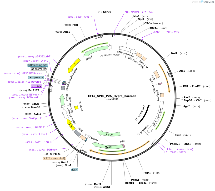 120484-plasmid-map-sequence-id-234711