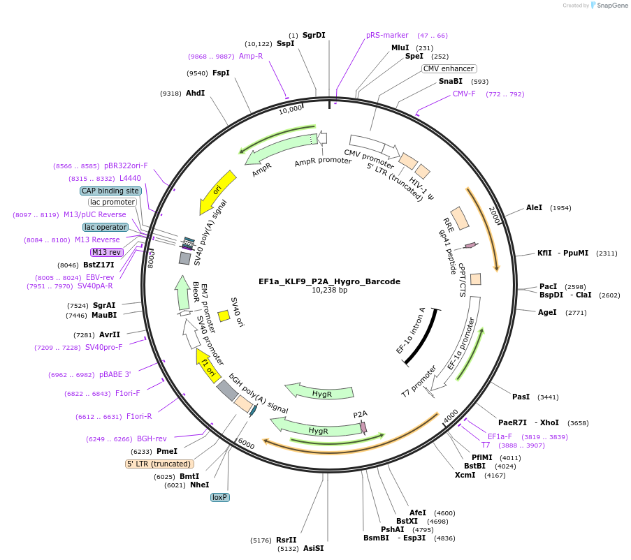 120495-plasmid-map-sequence-id-234730