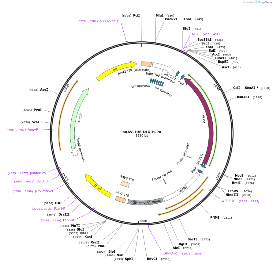 118027-plasmid-map-sequence-id-234735