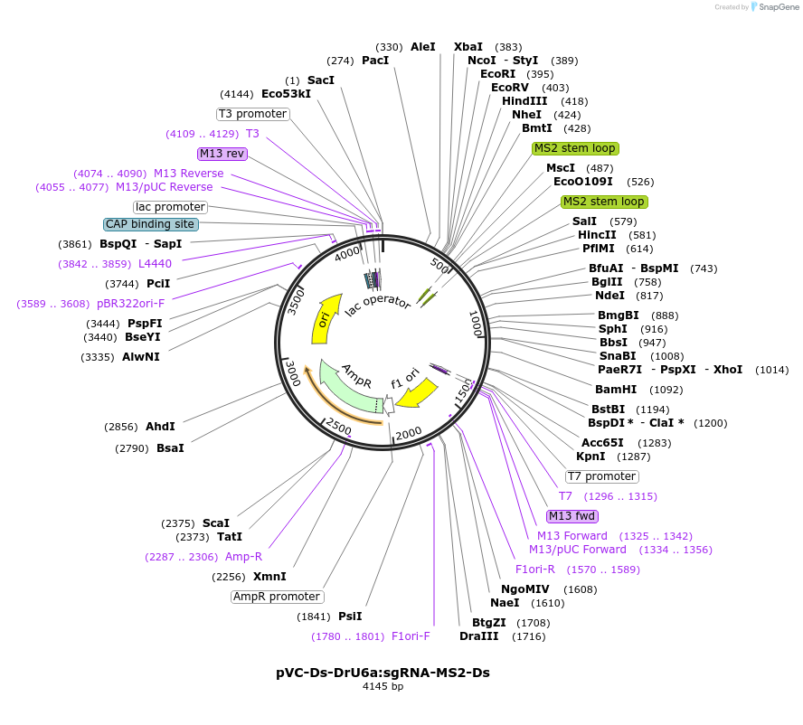 119076-plasmid-map-sequence-id-234737