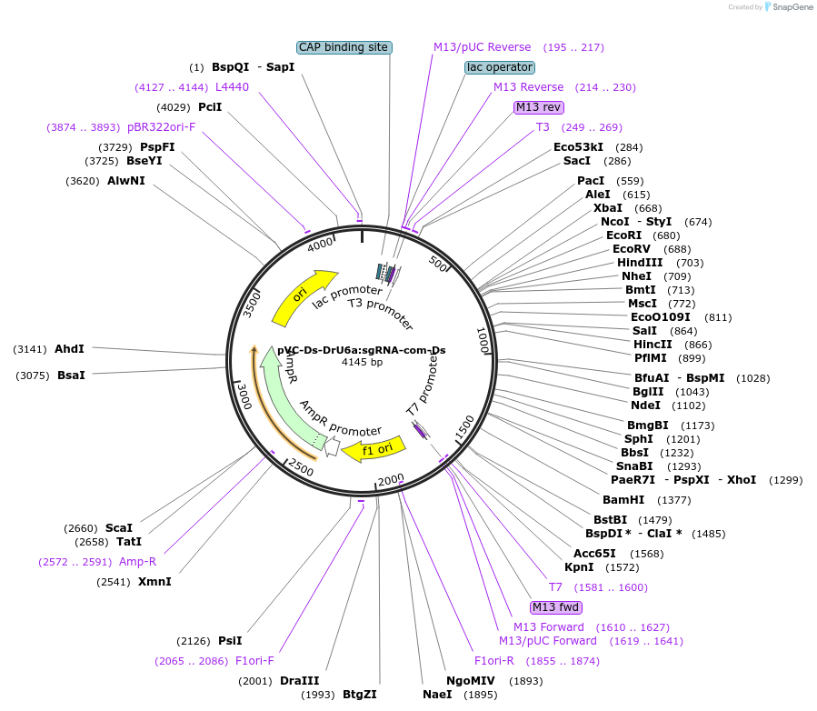 119077-plasmid-map-sequence-id-234742