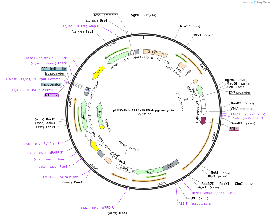 120713-plasmid-map-sequence-id-234746