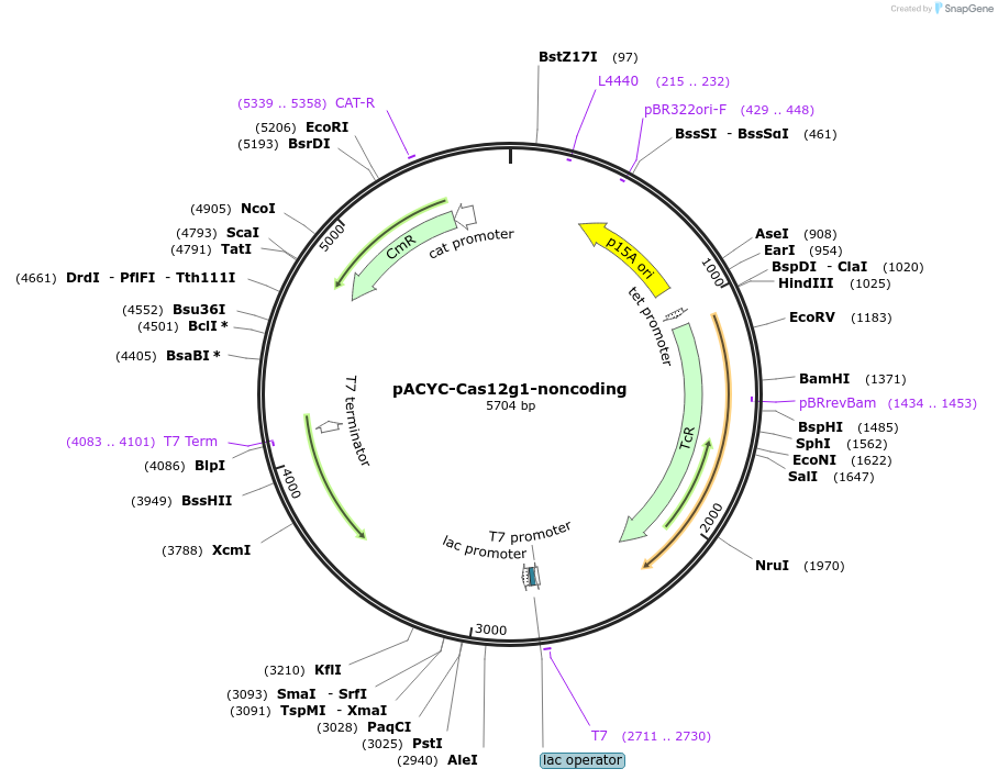 120880-plasmid-map-sequence-id-234749