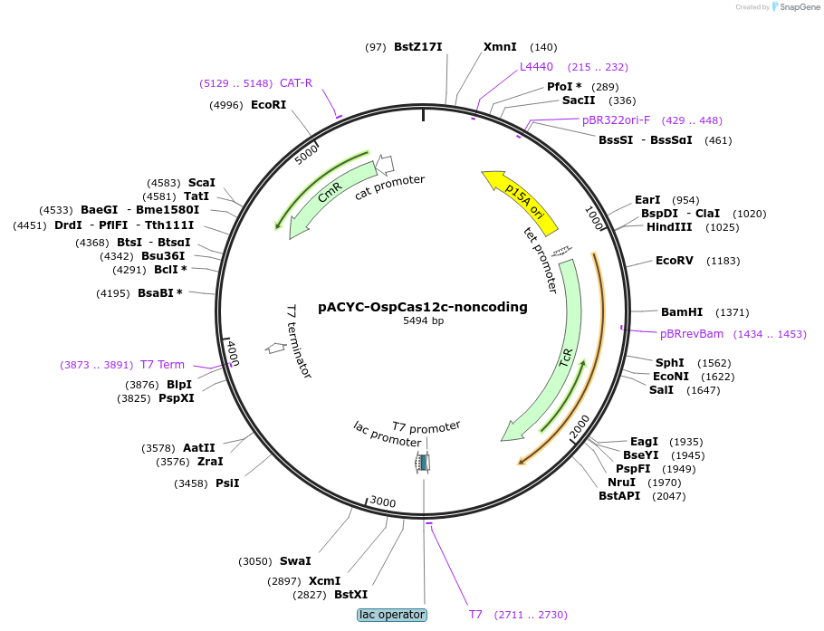 120878-plasmid-map-sequence-id-234750