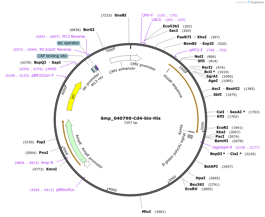 120676-plasmid-map-sequence-id-234756