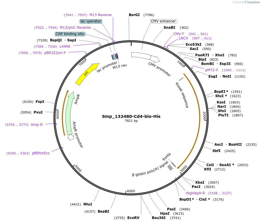 120670-plasmid-map-sequence-id-234758