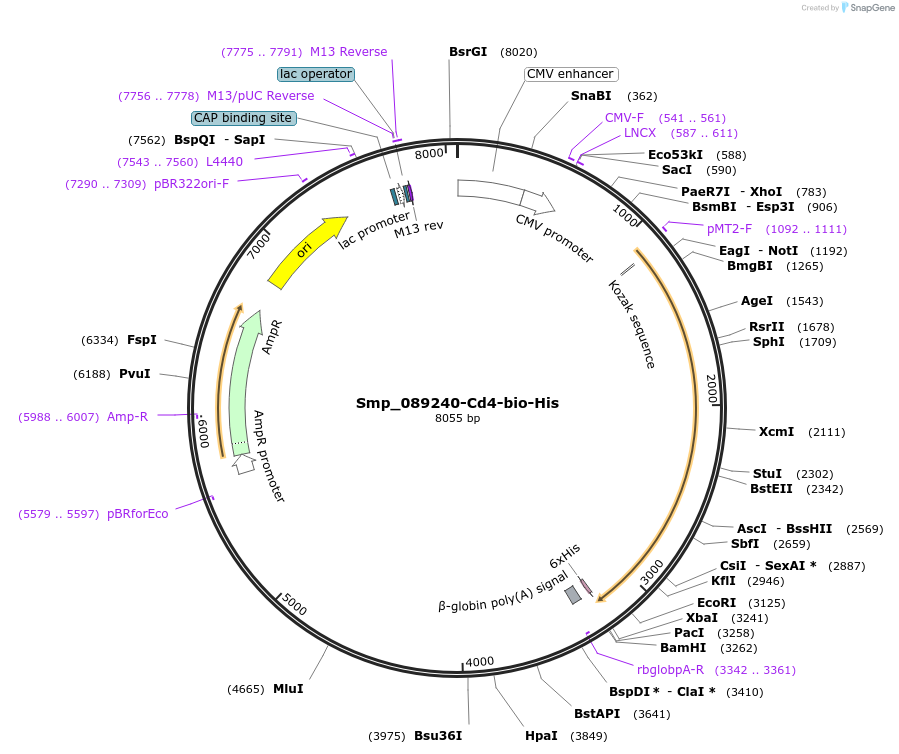 120683-plasmid-map-sequence-id-234761