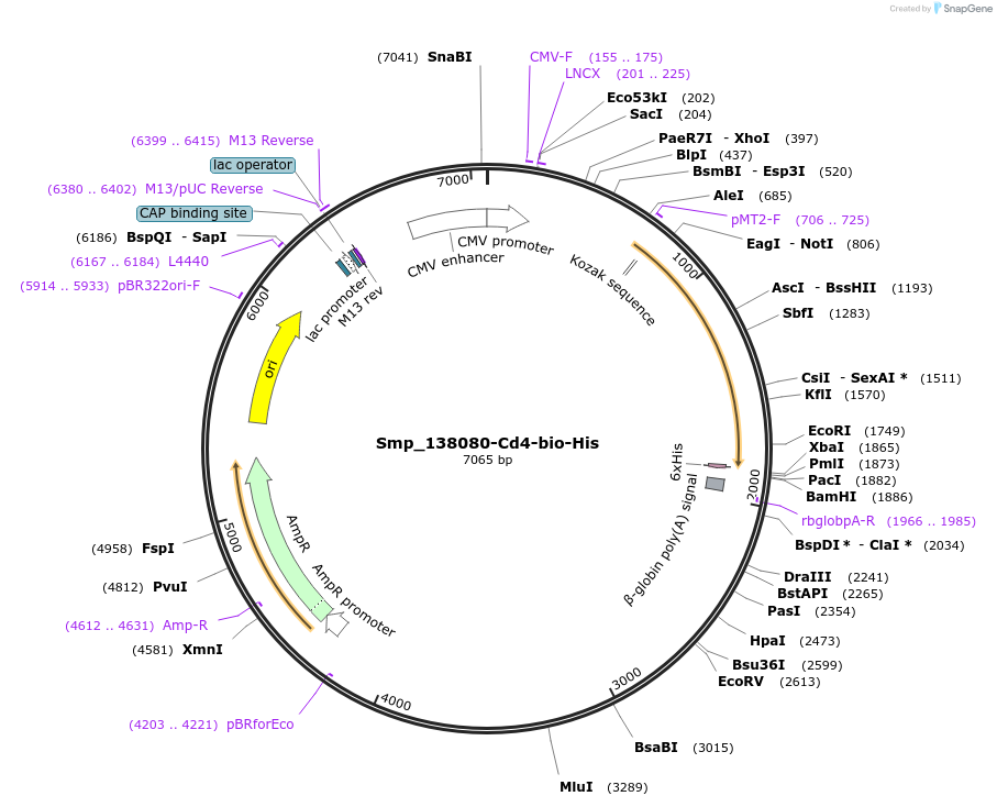 120687-plasmid-map-sequence-id-234763