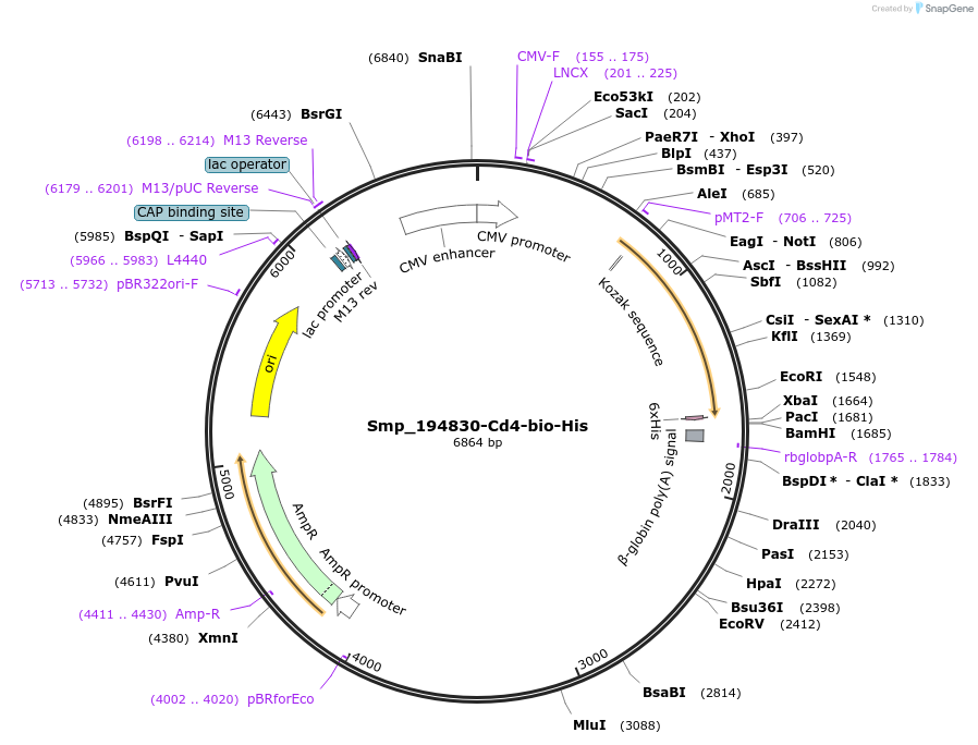 120688-plasmid-map-sequence-id-234764