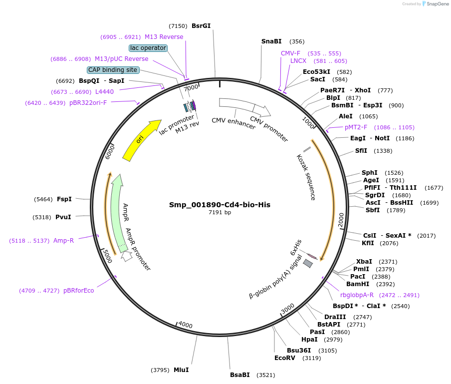 120689-plasmid-map-sequence-id-234765