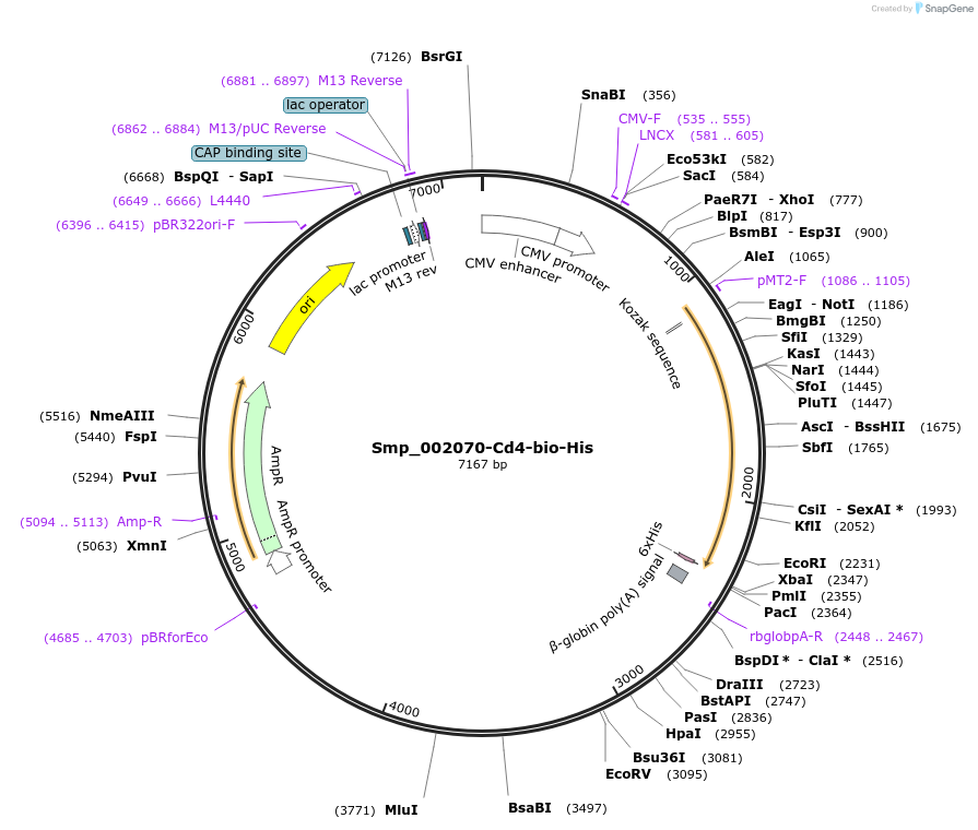 120690-plasmid-map-sequence-id-234766