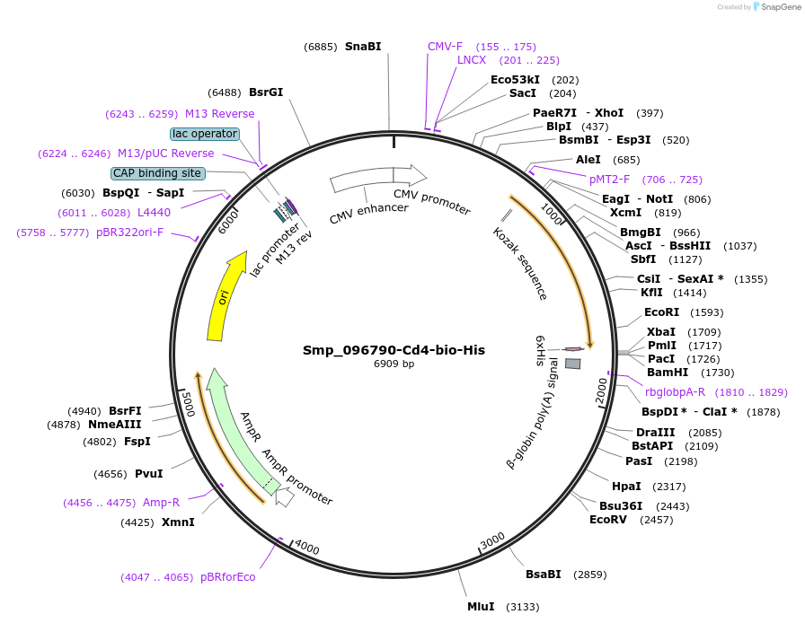 120702-plasmid-map-sequence-id-234771