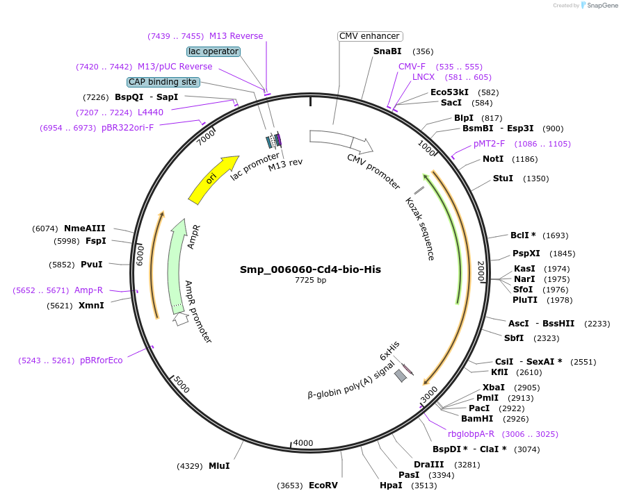 120700-plasmid-map-sequence-id-234774