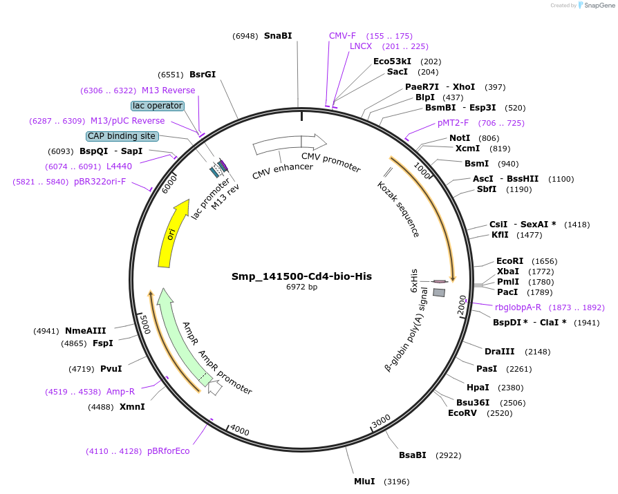 120699-plasmid-map-sequence-id-234776