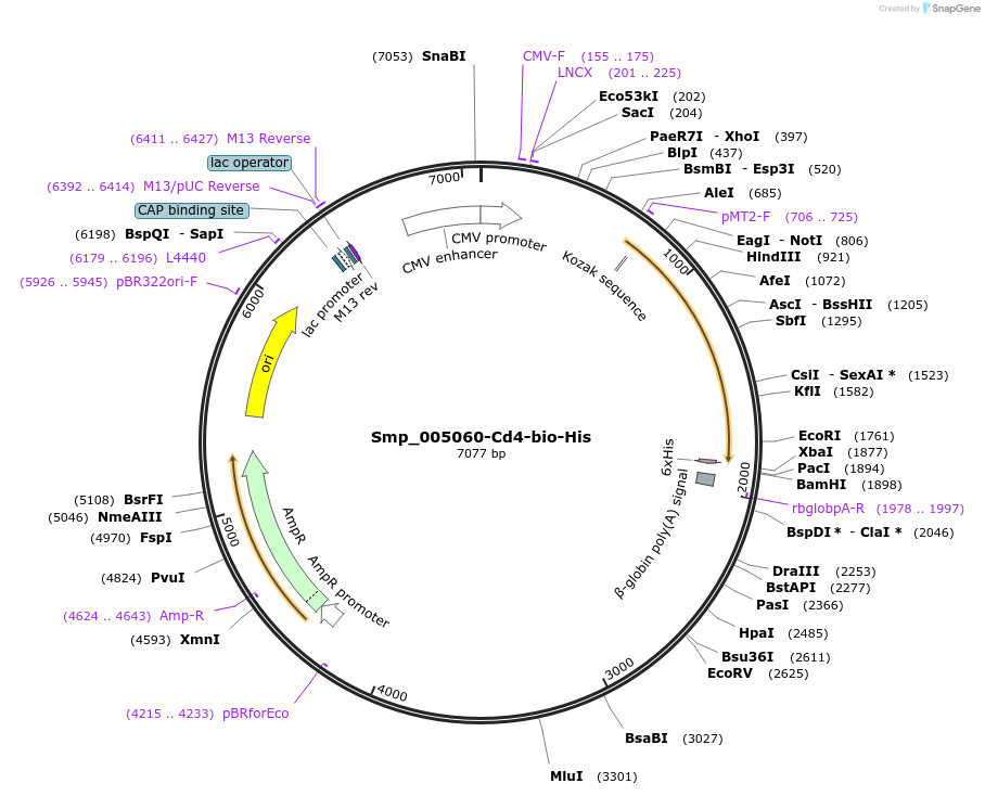 120698-plasmid-map-sequence-id-234777