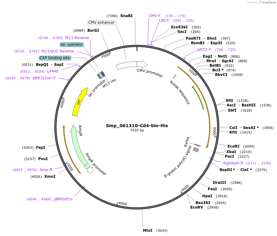 120697-plasmid-map-sequence-id-234779
