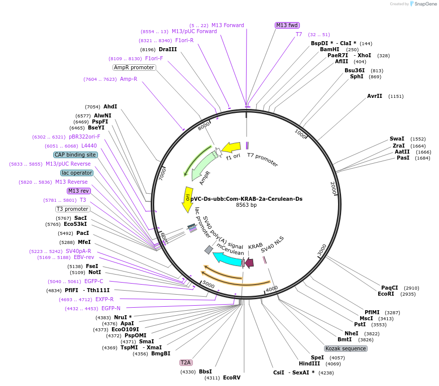 119075-plasmid-map-sequence-id-234781