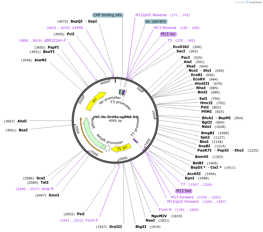 119069-plasmid-map-sequence-id-234784