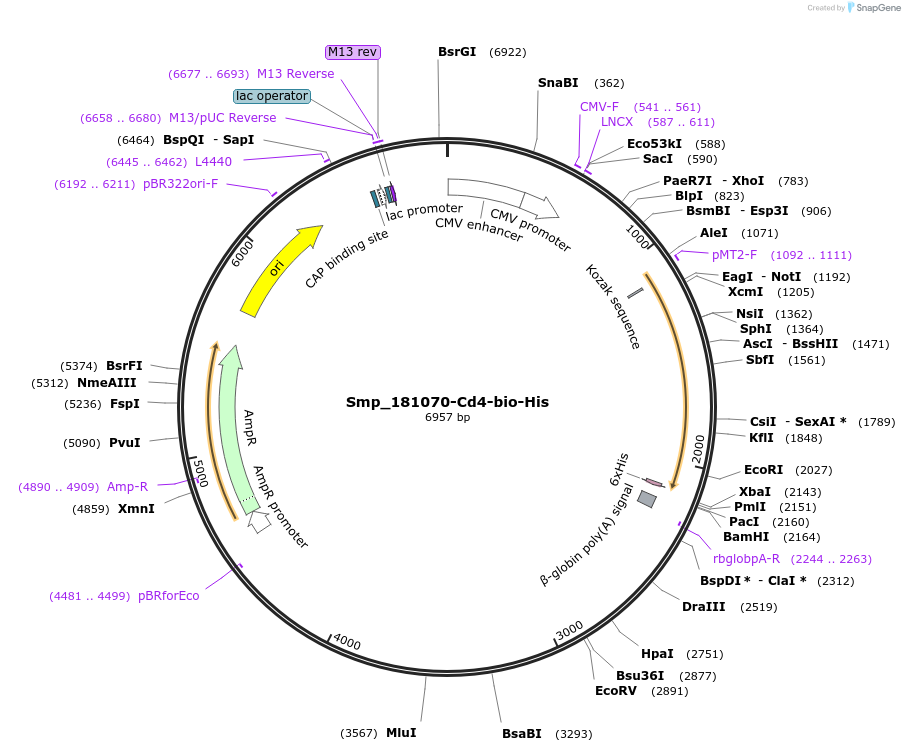 120695-plasmid-map-sequence-id-234787