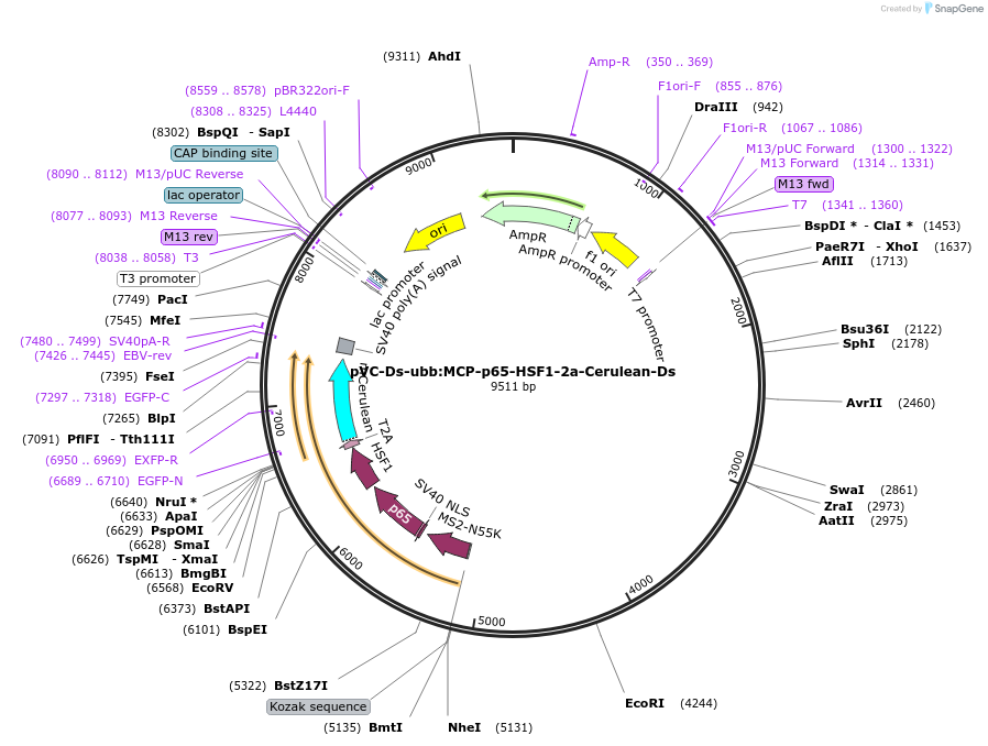 119074-plasmid-map-sequence-id-234788