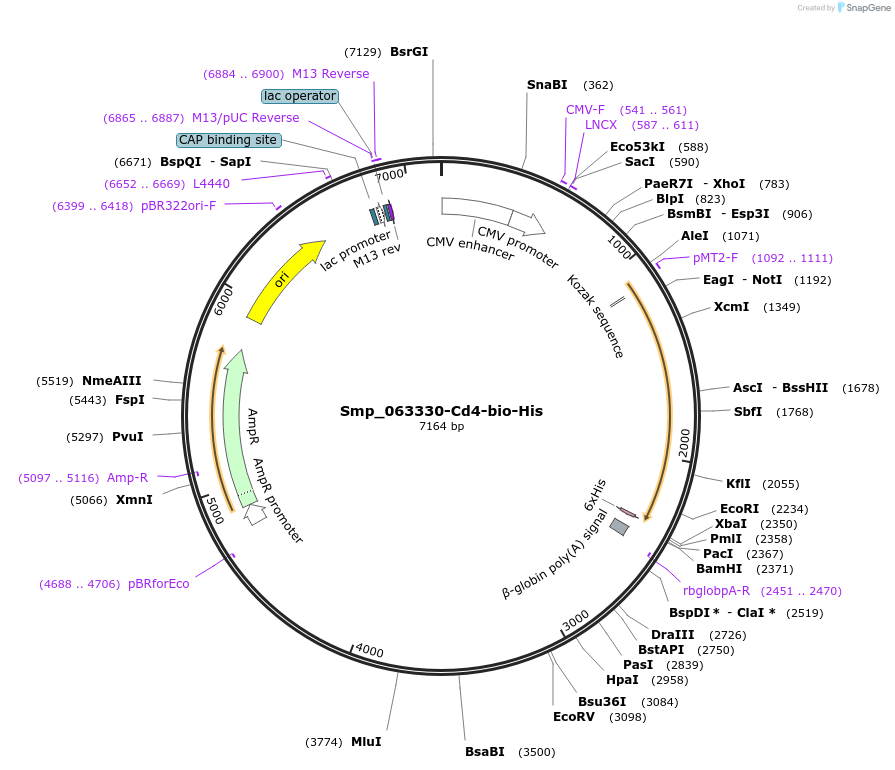 120701-plasmid-map-sequence-id-234790