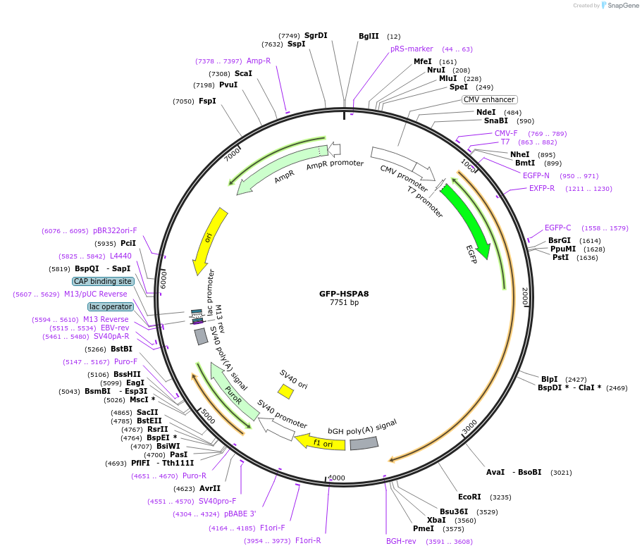 121161-plasmid-map-sequence-id-234829