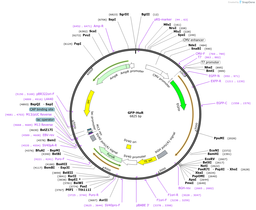 121162-plasmid-map-sequence-id-234882