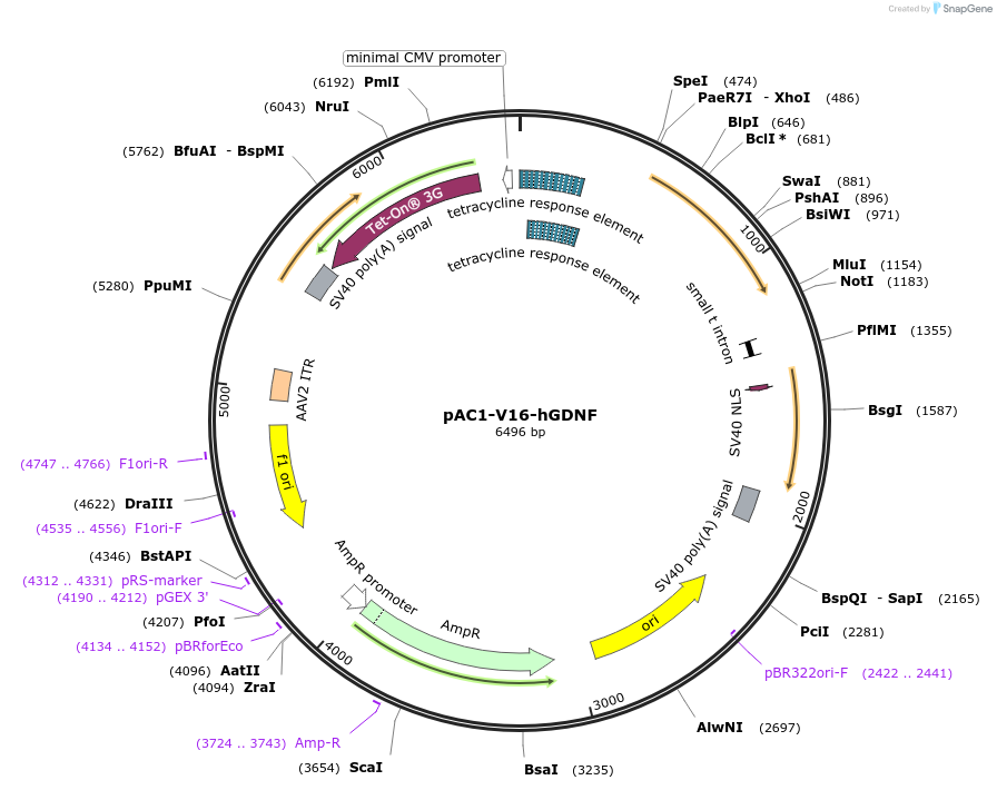 122035-plasmid-map-sequence-id-234912