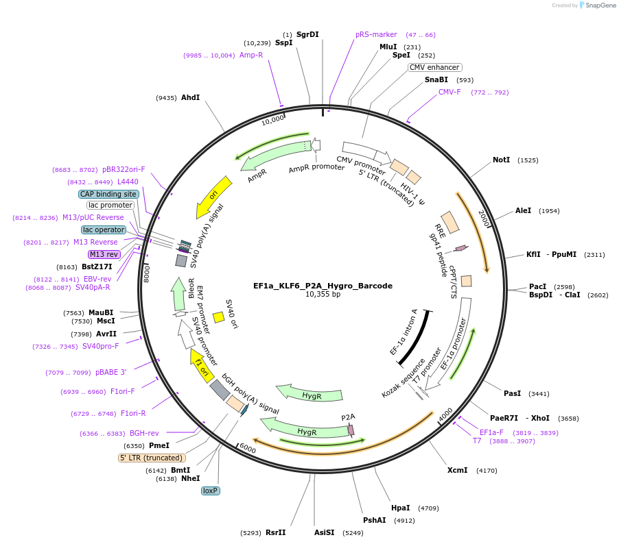 120492-plasmid-map-sequence-id-234919