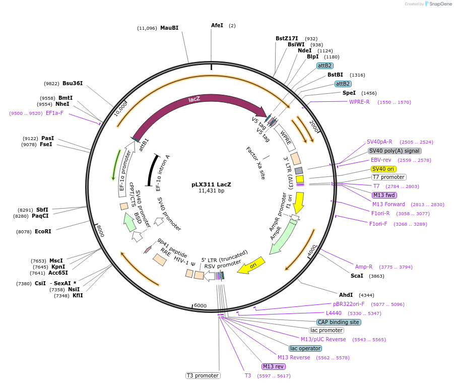 117731-plasmid-map-sequence-id-234925