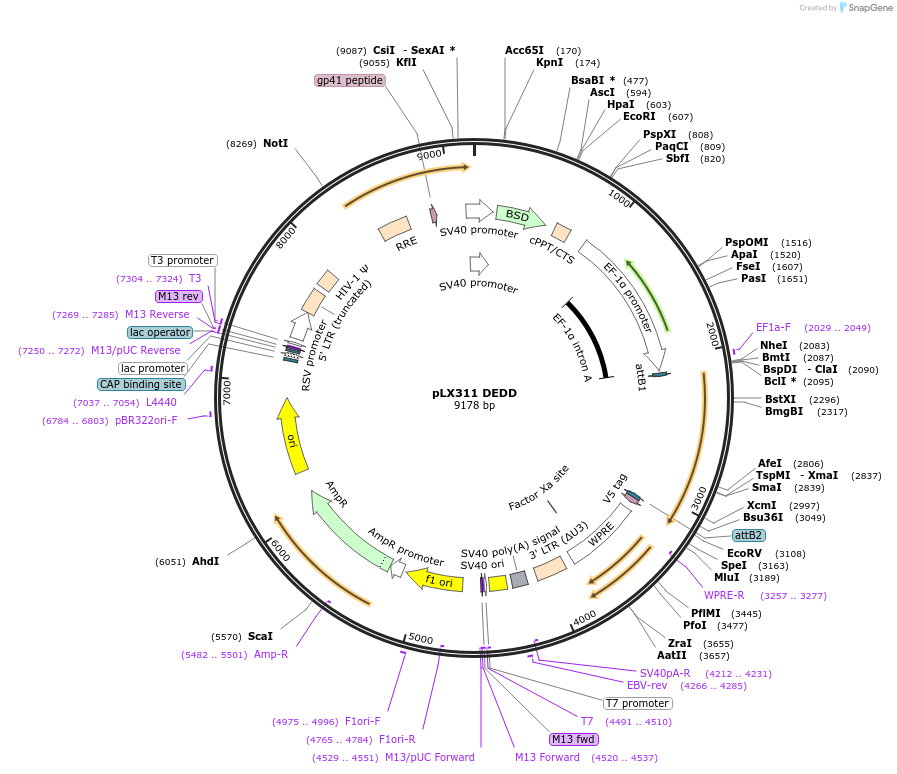 117745-plasmid-map-sequence-id-234927
